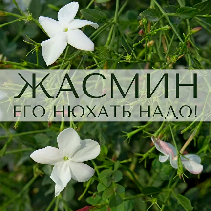 [Анна Зворыкина] Жасмин: его нюхать надо! (2024)