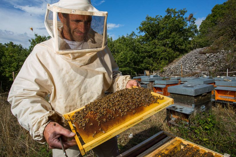 [НИИДПО] Сборник курсов о пчеловодстве (2019-2023)